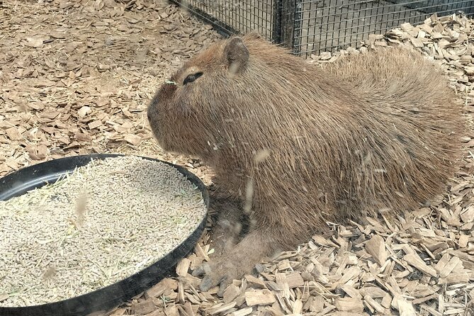 Wings Wildlife Park and Scenic Tour - Gunns Plains: scenic driving that doesn’t eat your whole day