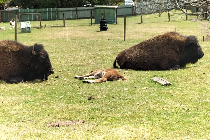 Wings Wildlife Park and Scenic Tour - The guide matters: Sue and Marta set the tone