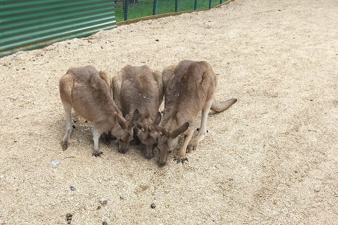 Wings Wildlife Park and Scenic Tour - Wings Wildlife Park: where the animals do the talking