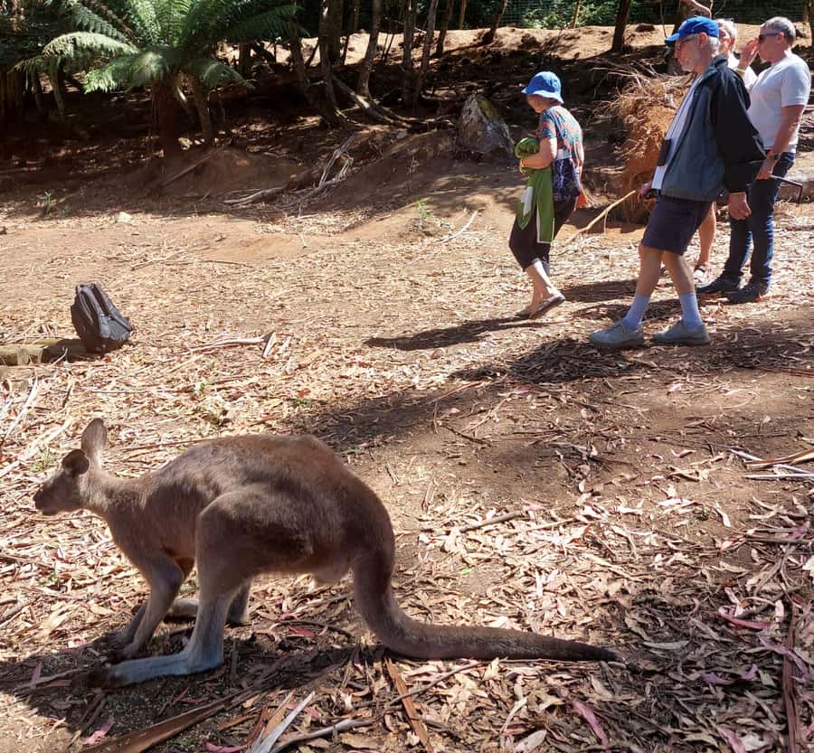 Wings Wildlife Park Burnie Shore Excursion - Key things to know before you go