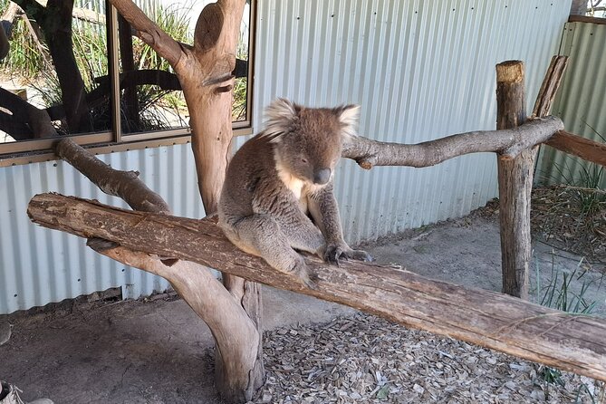 Wings Wildlife Park Shuttle, Burnie Shore Excursion - Burnie Shore Excursion Value: What You Really Get for $89.66
