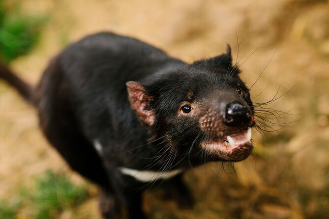 Wings Wildlife Park Shuttle, Burnie Shore Excursion - Tasmanian Devils: Fascinating, Intense, and Totally Why You Came