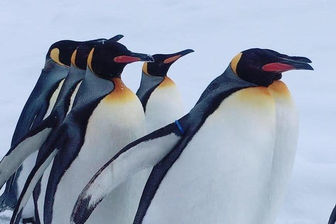 Winter Asahiyama Zoo and blue pond "Aoi-Ike" 1 Day bus tour - Key highlights you’ll feel immediately