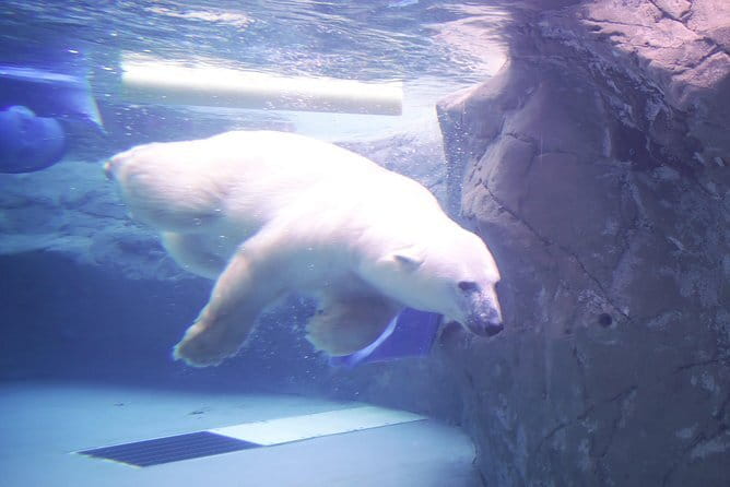 Winter Asahiyama Zoo and blue pond "Aoi-Ike" 1 Day bus tour - Why this winter combo makes sense from Sapporo
