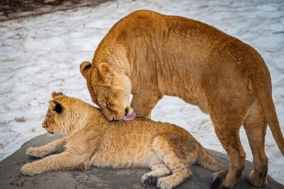 Winter Asahiyama Zoo and blue pond "Aoi-Ike" 1 Day bus tour - Getting to the zoo: the long ride you’re paying for (and why it’s worth it)