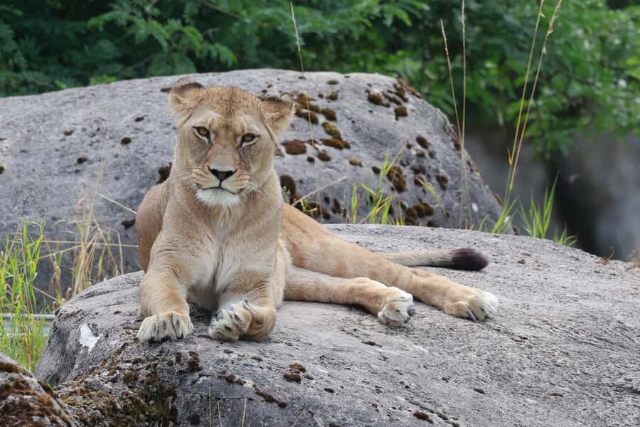 Wuppertal: Admission to the Green Zoo Wuppertal - Why this zoo day feels like good planning, not just animal spotting