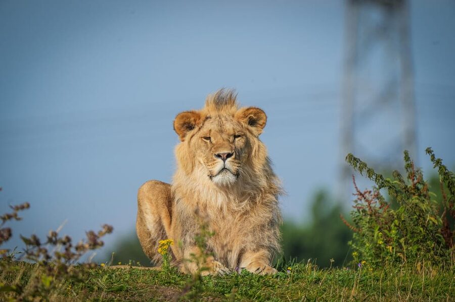 Yorkshire Wildlife Park: Entry Ticket - Polar Bears, Lions, Tigers, and the “up close” factor