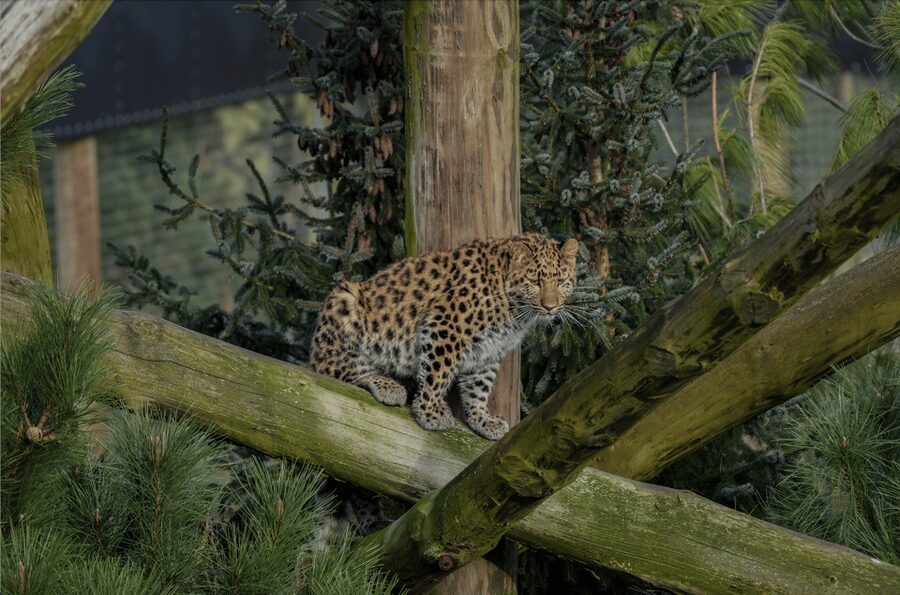 Yorkshire Wildlife Park: Entry Ticket - The Yorkshire Hive and the food reality: what to expect for meals and breaks