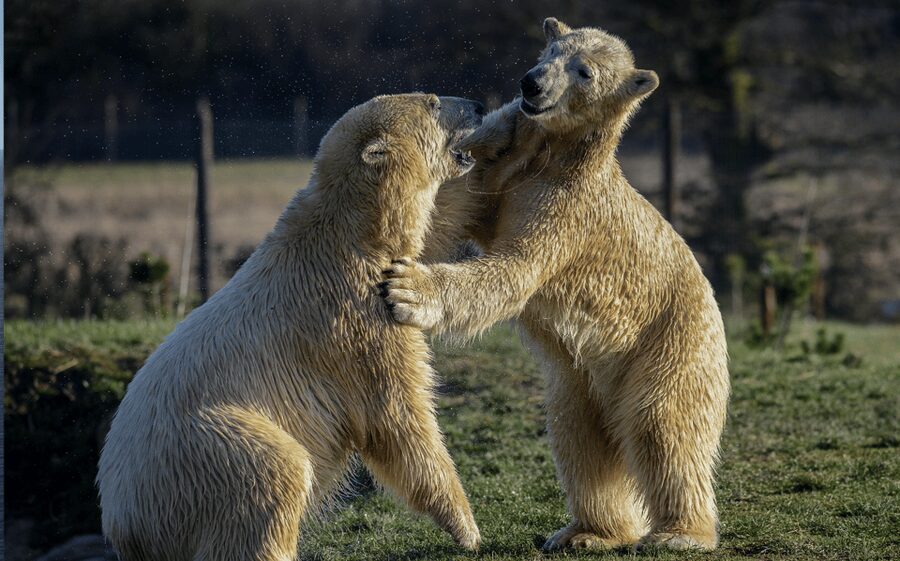 Yorkshire Wildlife Park: Entry Ticket - A practical 1-day route: how to cover the park without feeling rushed