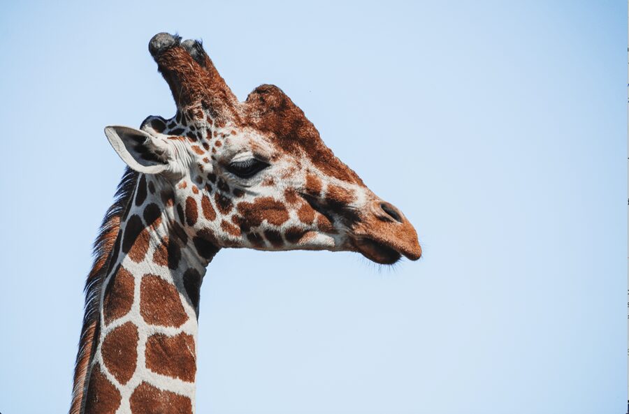 Yorkshire Wildlife Park: Entry Ticket - Price and value: does a $37 entry ticket make sense?