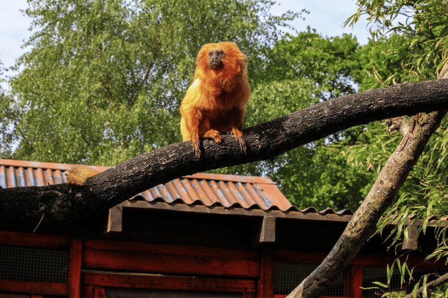 Yorkshire Wildlife Park: Entry Ticket - Who should book this entry ticket, and who might reconsider