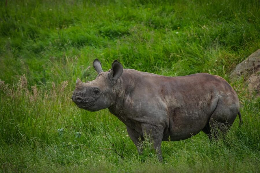 Yorkshire Wildlife Park: Entry Ticket - Quick practical tips: what to bring and how to make the day easier