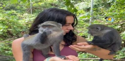 Zanzibar: Nungwi Kilosa Zoo Conservation Tour - The 2-Hour Flow: Pickup, Orientation, and Guided Animal Time