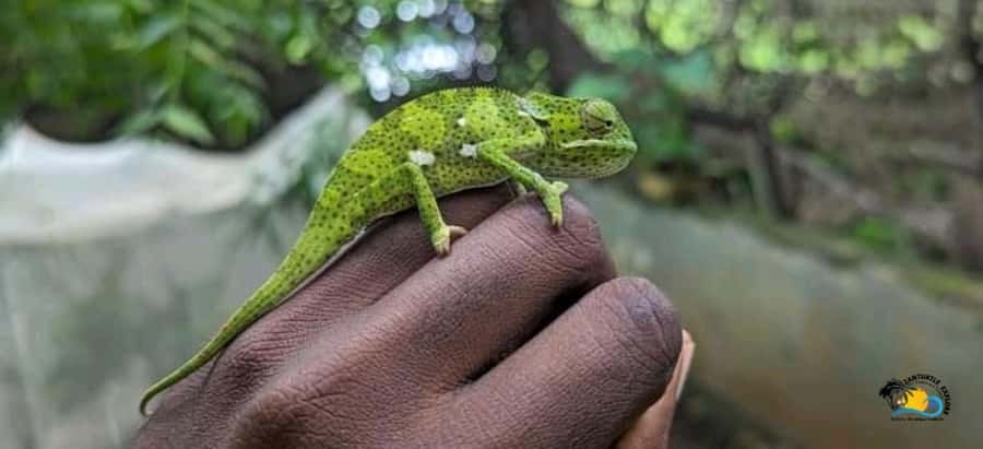 Zanzibar: Nungwi Kilosa Zoo Conservation Tour - Touch and Feed: Fun Interaction With a Safety-First Mindset