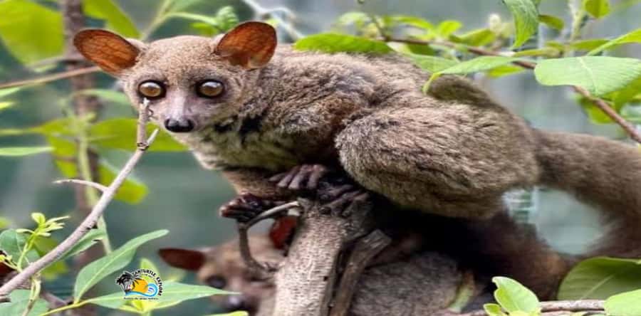 Zanzibar: Nungwi Kilosa Zoo Conservation Tour - Practical Tips: What to Bring, What to Wear, and Pet Rules