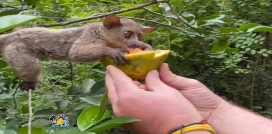 Zanzibar: Nungwi Kilosa Zoo Conservation Tour - Languages and Group Style: Easy for International Travelers