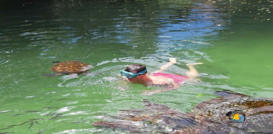 Zanzibar: Nungwi Kilosa Zoo & Swimming with Turtles - A Turtle Swim Plus Kilosa Zoo: The Big Idea