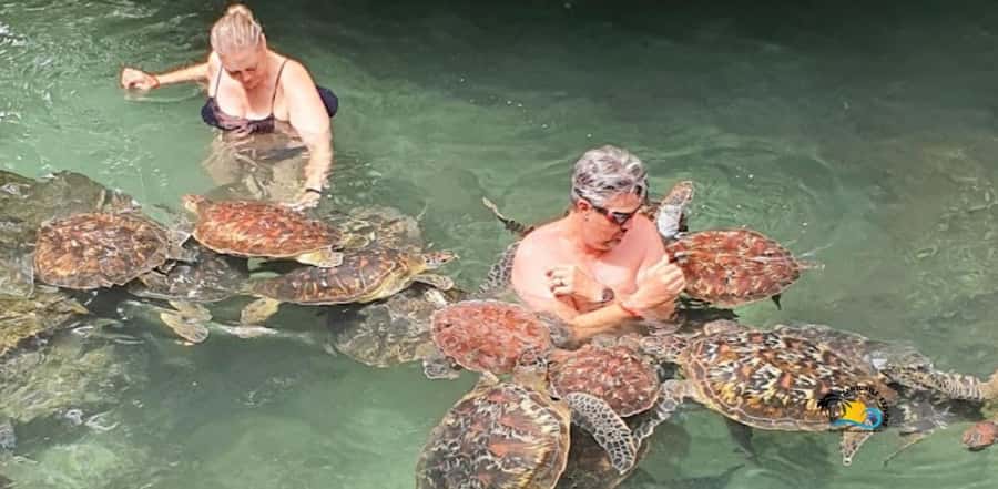 Zanzibar: Nungwi Kilosa Zoo & Swimming with Turtles - Kilosa Zoo Conservation in Nungwi: Close-Up Wildlife With Rules