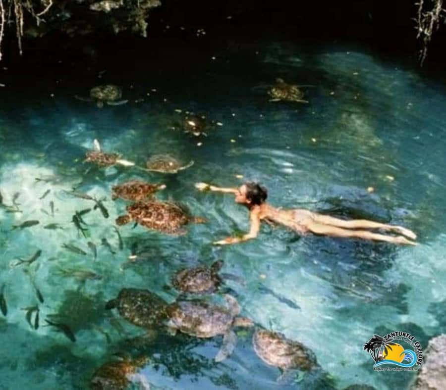 Zanzibar: Nungwi Kilosa Zoo & Swimming with Turtles - Baraka Aquarium Turtle Swim: A Guided Water Moment