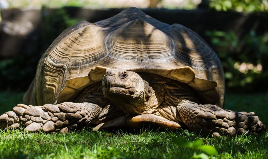 Zoo al Maglio: 1-Day Ticket for the Jungle of Ticino - Key Things I’d Prioritize at Zoo al Maglio