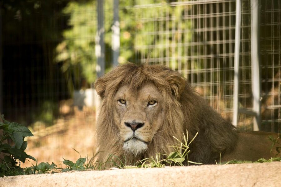 Zoo al Maglio: 1-Day Ticket for the Jungle of Ticino - Who This Zoo Day Works Best For