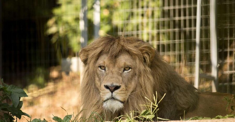 Zoo al Maglio: 1-Day Ticket for the Jungle of Ticino - Where Zoo al Maglio Fits Into a Ticino Day