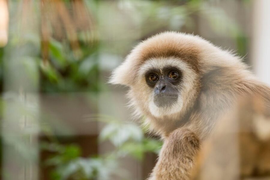 Zoo al Maglio: 1-Day Ticket for the Jungle of Ticino - Animal Variety That Covers Big Cats, Jungle Species, and Farm Friends