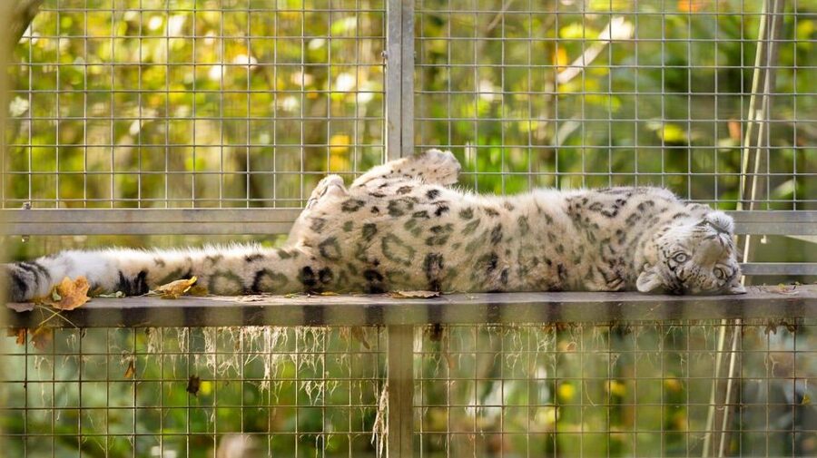 Zoo al Maglio: 1-Day Ticket for the Jungle of Ticino - Sustainability and Conservation: More Than Marketing Words