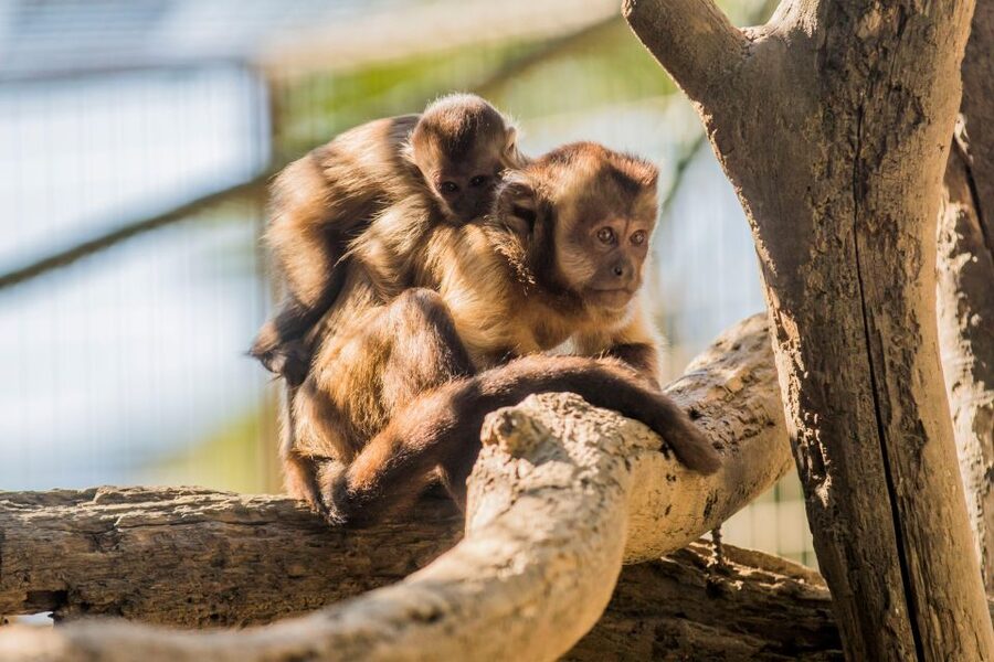 Zoo al Maglio: 1-Day Ticket for the Jungle of Ticino - Price and Value: Is $18 for Two Hours Fair?
