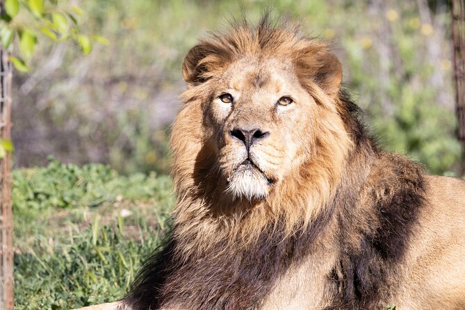 Zoo Aquarium Madrid Admission Ticket - Zoo Aquarium Madrid: what you’re really paying for