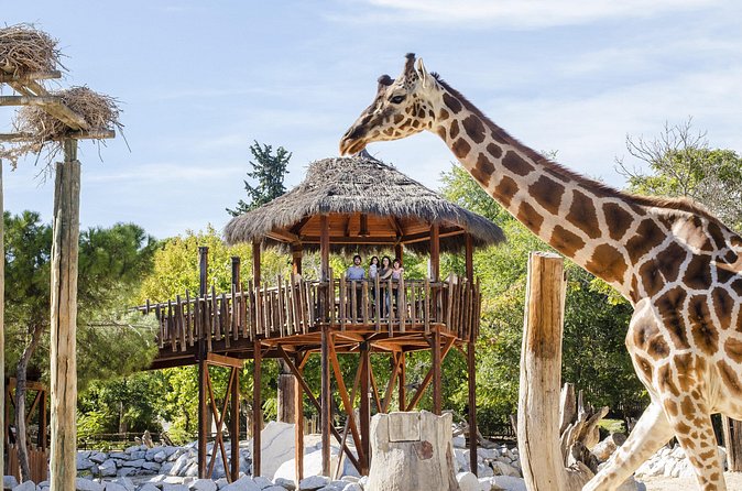 Zoo Aquarium Madrid Admission Ticket - Live shows and animal feedings: how to time it right