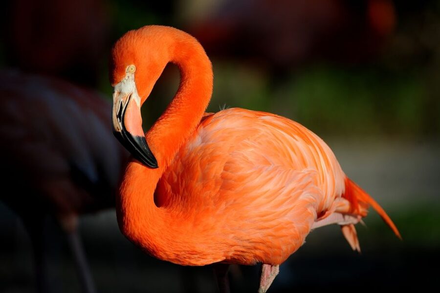 Zoo Miami: General Admission Ticket - Around-the-zoo rhythm: walking, shade, and cooling breaks