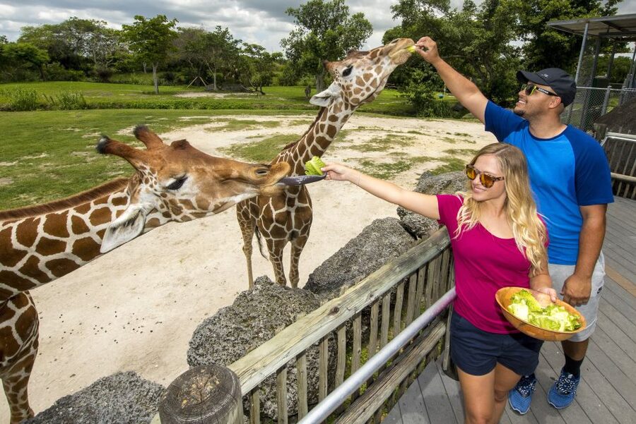 Zoo Miami: General Admission Ticket - Samburu feeding station: the giraffe moment that anchors your visit