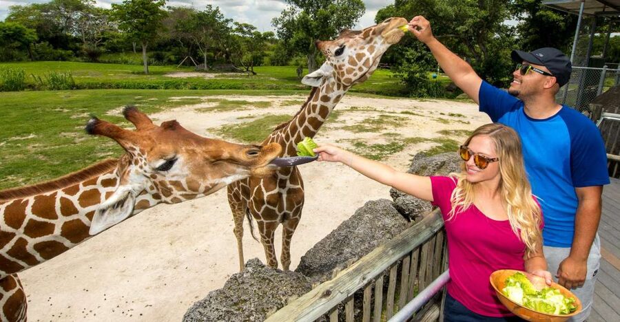 Zoo Miami: General Admission Ticket - Price and ticket value: what $27 gets you (and what it doesn’t)