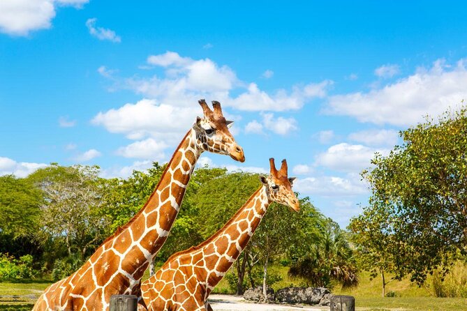 Zoo Miami Ticket with Optional Upgrade - Key Highlights Worth Targeting
