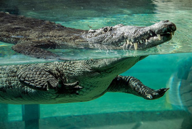 Zoo Miami Ticket with Optional Upgrade - A 4 to 6 Hour Plan That Handles Walking and Heat