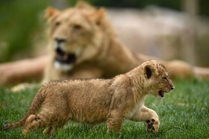 Zoo Of Beauval - Private Trip - Private SUV comfort from Paris to Beauval Zoo
