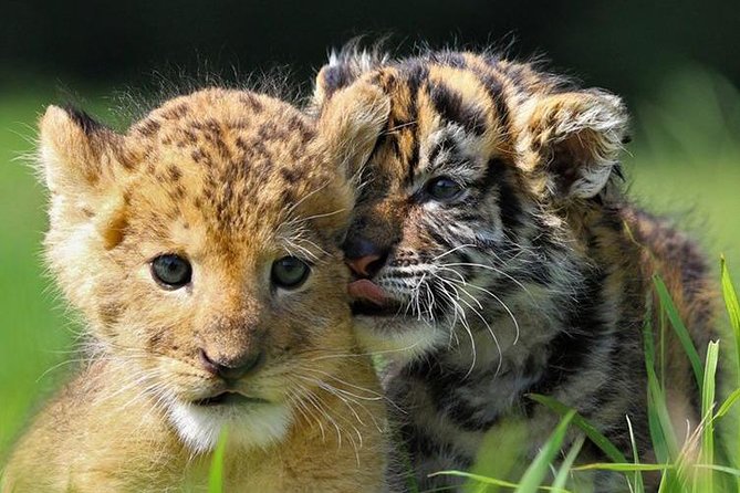 Zoo Of Beauval - Private Trip - What’s included (and what it means for your day)