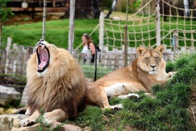 Zoo Of Beauval - Private Trip - The real timing question: how much zoo time do you get?
