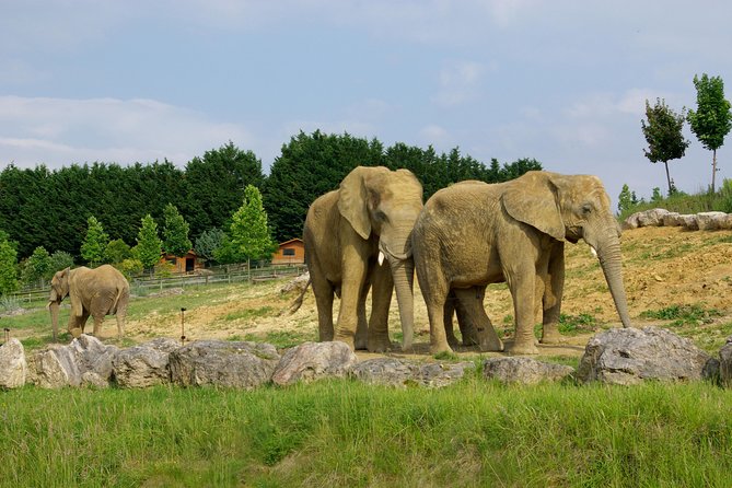 Zoo Of Beauval - Private Trip - Price and value: does $1,541.25 per group make sense?