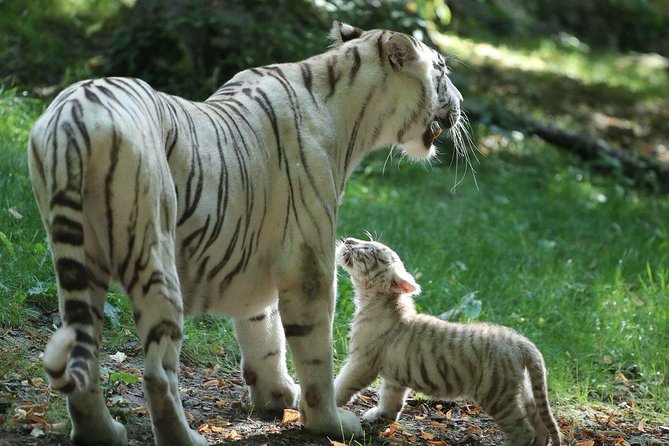 Zoo Of Beauval - Private Trip - Who should book this private Beauval day trip